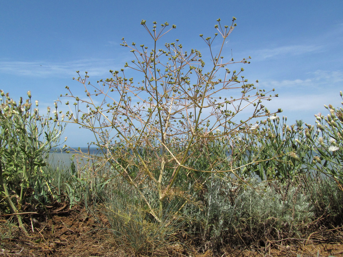 Image of Trinia hispida specimen.