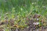 Cerastium holosteoides. Цветущее растение. Ленинградская обл., Кингисеппский р-н, Кургальский п-ов, берег оз. Белое, подверженная рекреационной нагрузке поляна в сосновом лесу. 19.05.2019.