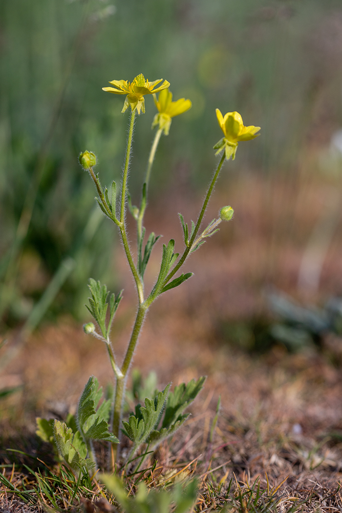 Изображение особи Ranunculus oxyspermus.