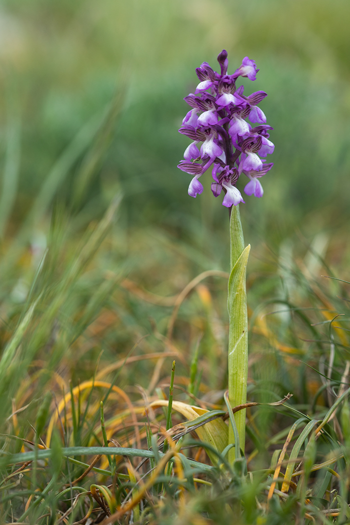 Изображение особи Anacamptis morio ssp. caucasica.