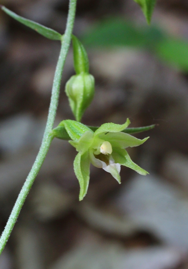 Image of Epipactis muelleri specimen.