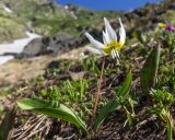 Erythronium caucasicum