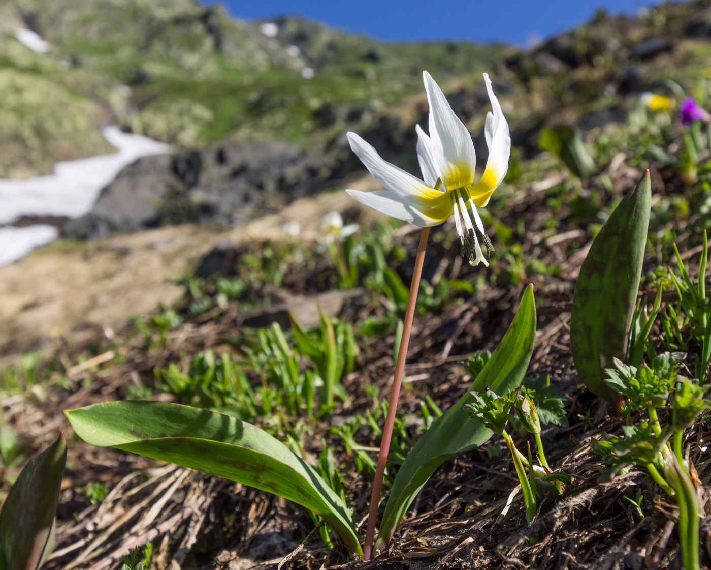 Изображение особи Erythronium caucasicum.