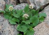 Valeriana ficariifolia