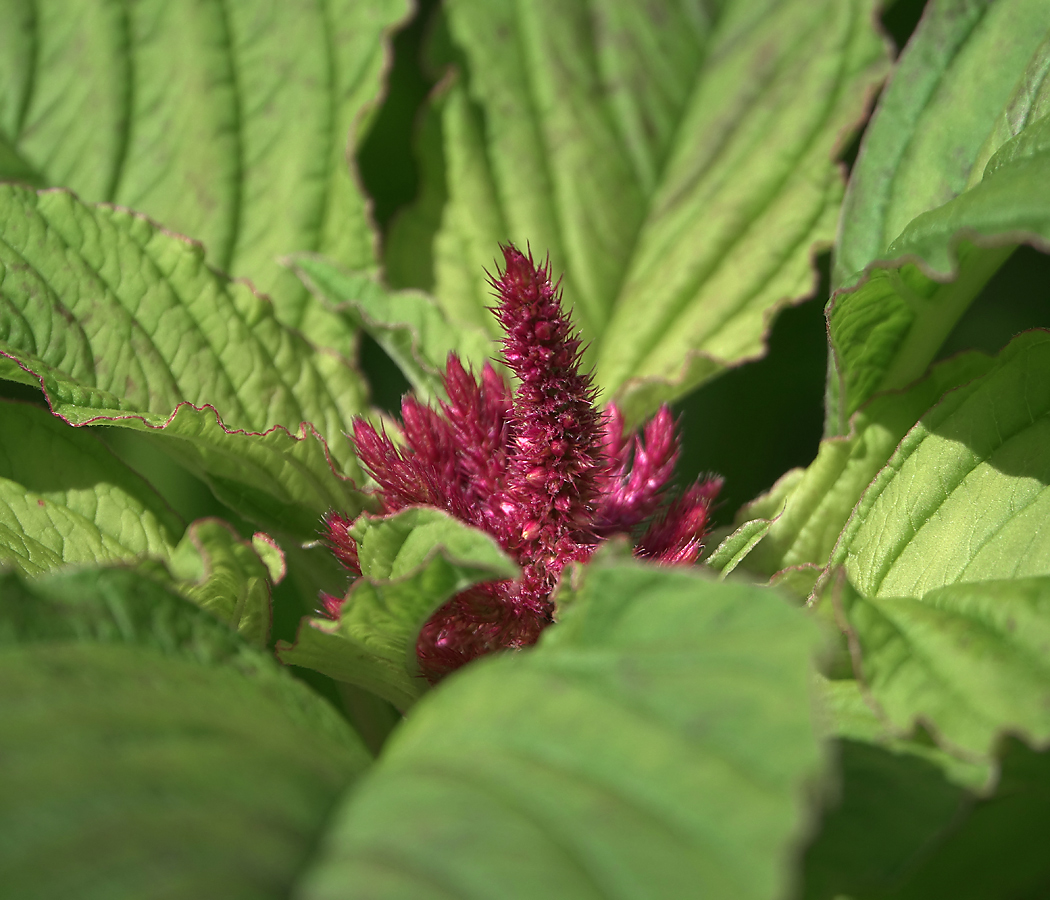 Изображение особи Amaranthus hypochondriacus.