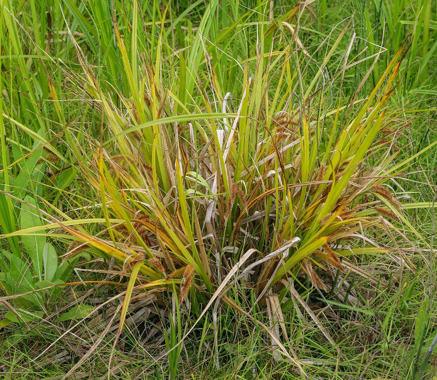 Image of Carex pseudocyperus specimen.