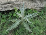 Cirsium argillosum