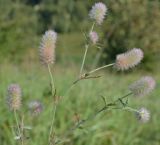 Trifolium arvense