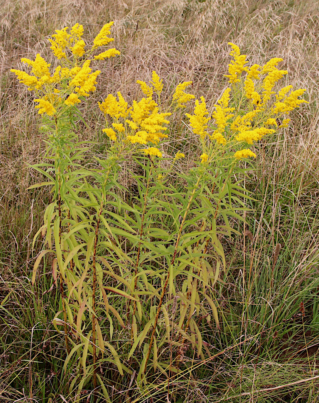 Image of Solidago gigantea specimen.