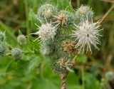 Arctium tomentosum. Соцветия (гипохромная форма; вид сверху). Пермский край, Берёзовский р-н, долина р. Шаква ниже с. Рыжково, р-н Татарской горы, около грунтовой дороги. 27 июля 2019 г.