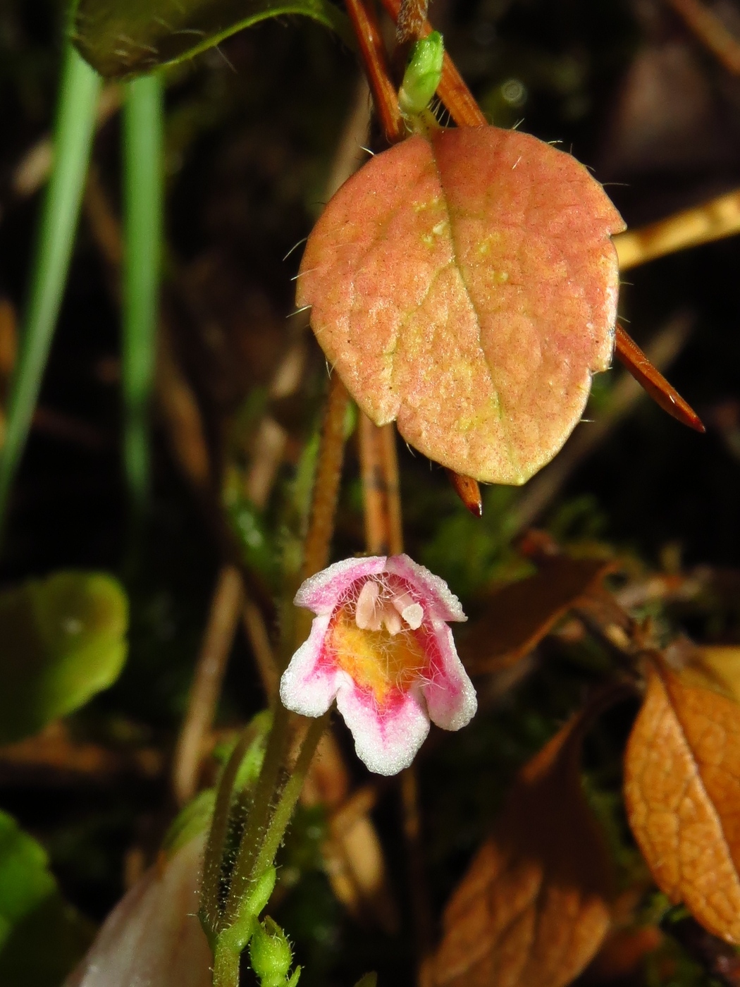 Image of Linnaea borealis specimen.