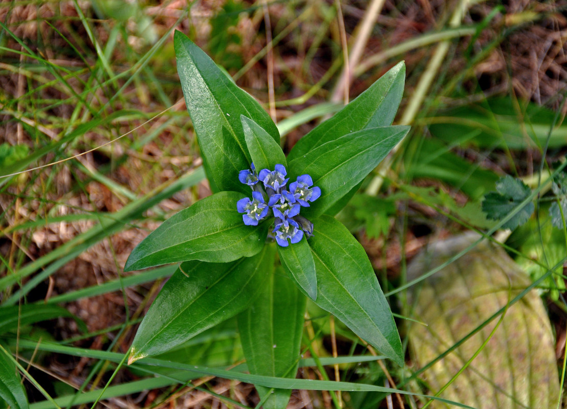 Изображение особи Gentiana cruciata.