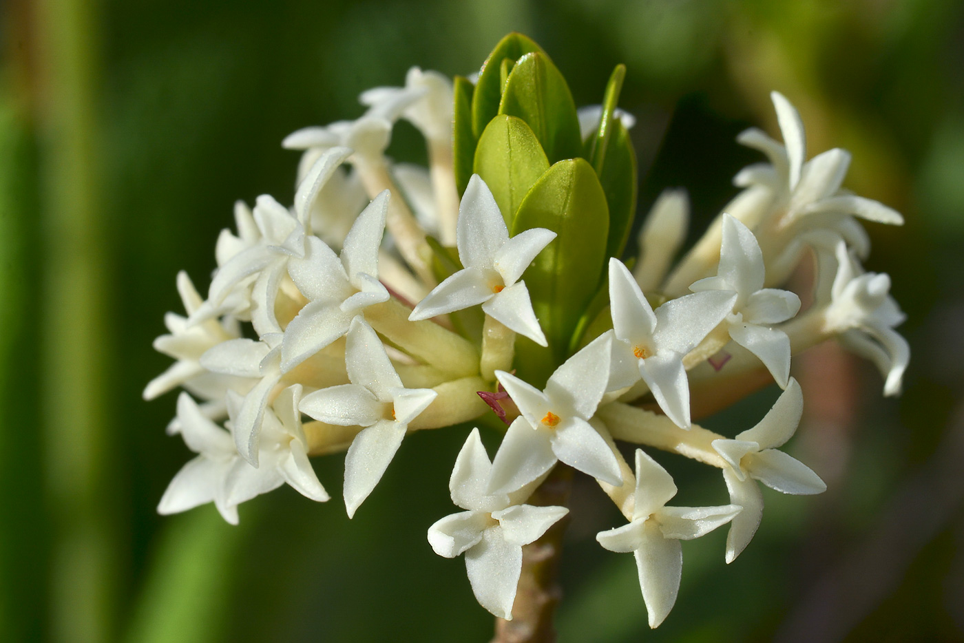 Image of Daphne glomerata specimen.