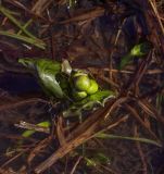 Caltha palustris