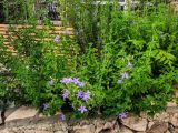 Barleria obtusa