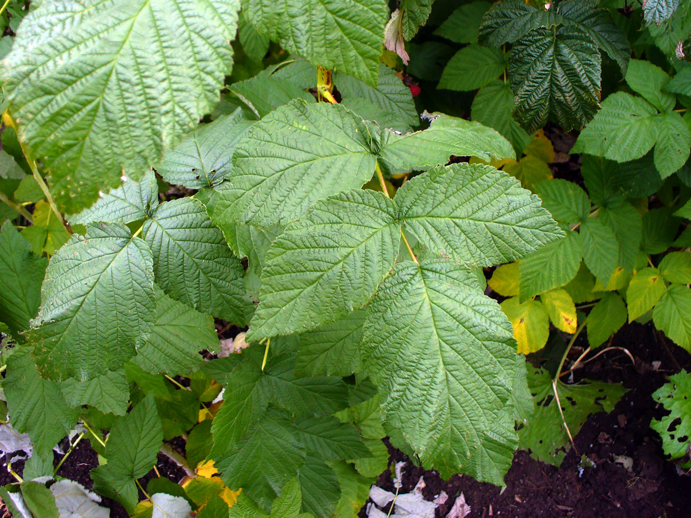 Image of Rubus sibiricus specimen.