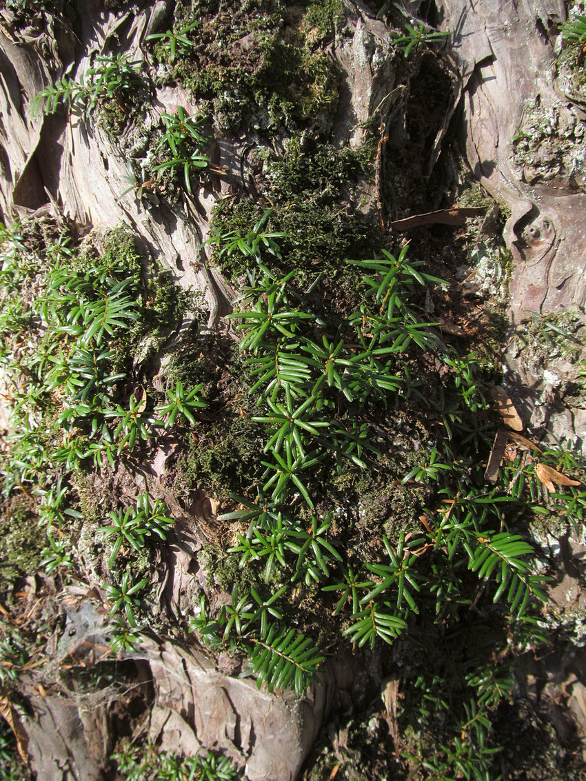 Image of Taxus baccata specimen.