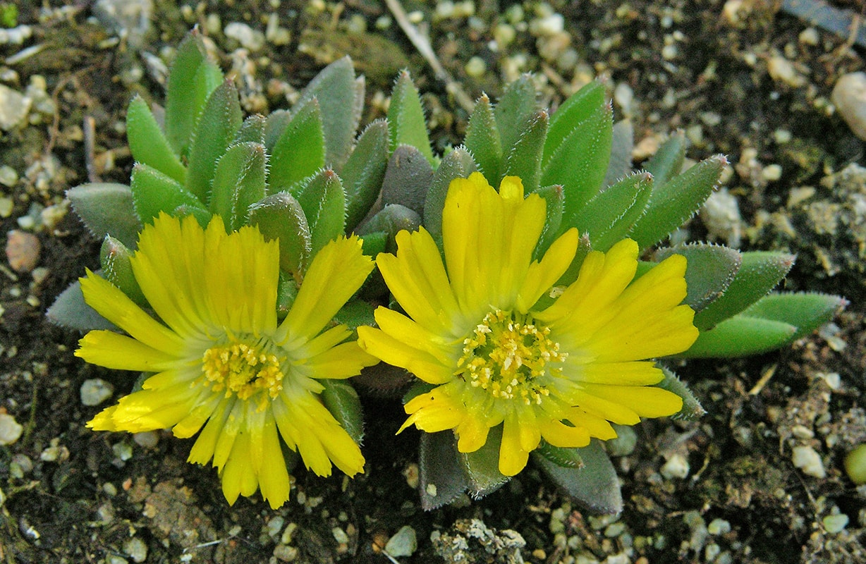 Image of Delosperma congestum specimen.