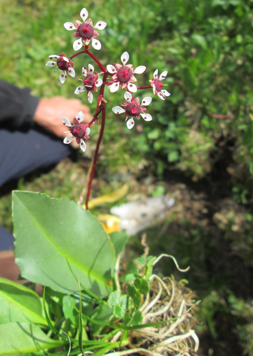 Image of Micranthes melaleuca specimen.