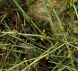 Ephedra distachya. Растение с мегастробилами. Азербайджан, Баку, пос. Мардакян. 10.04.2010.