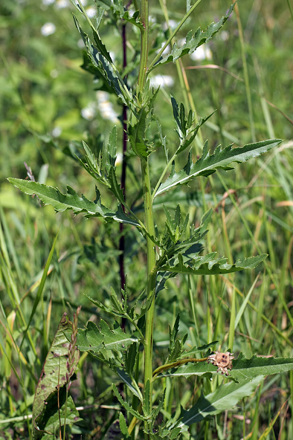 Image of Cirsium arvense specimen.