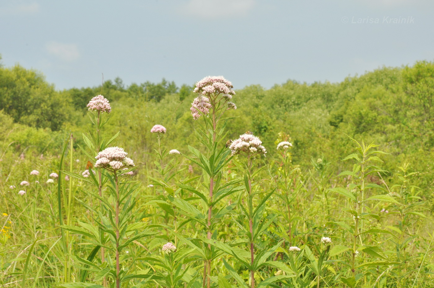 Image of Eupatorium lindleyanum specimen.