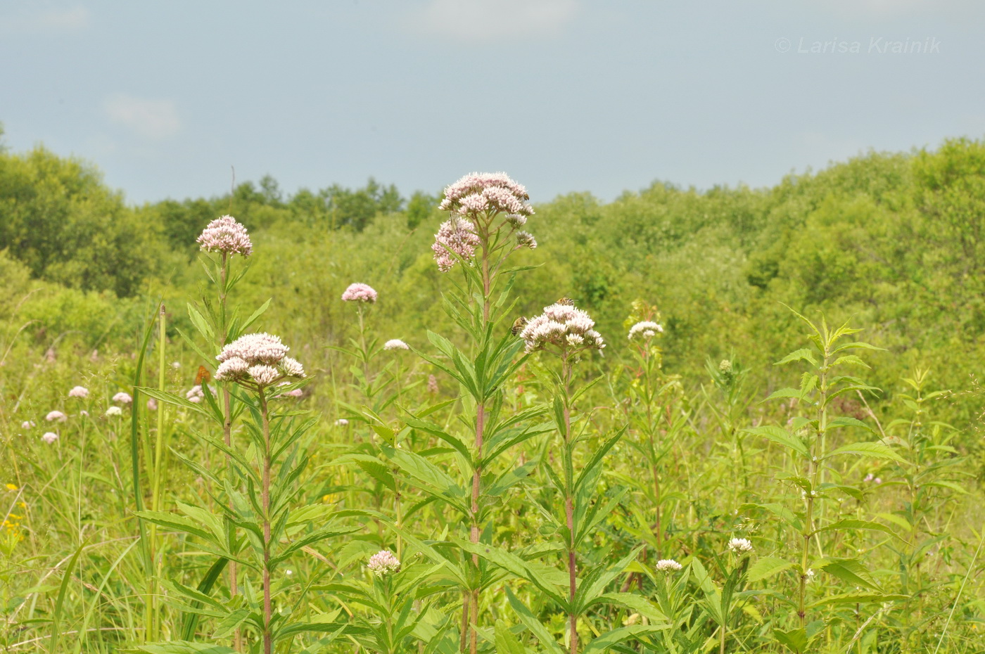 Изображение особи Eupatorium lindleyanum.