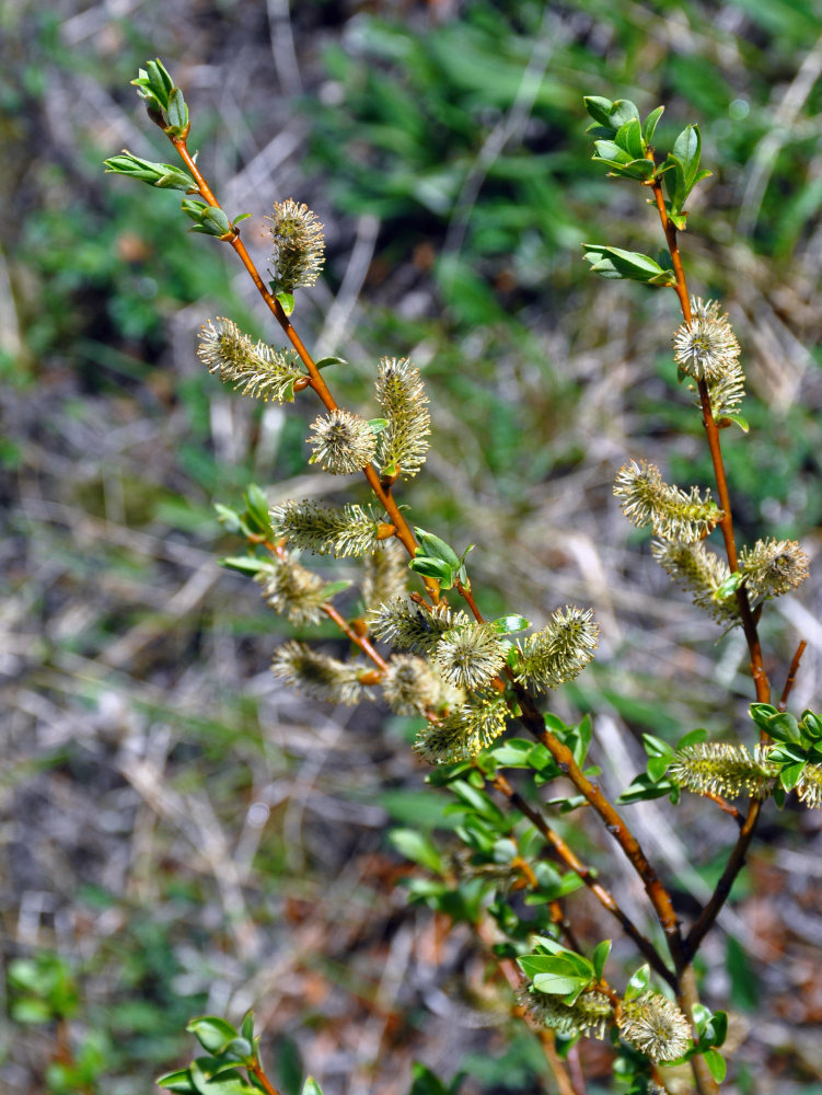 Image of genus Salix specimen.