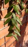 Lonicera japonica