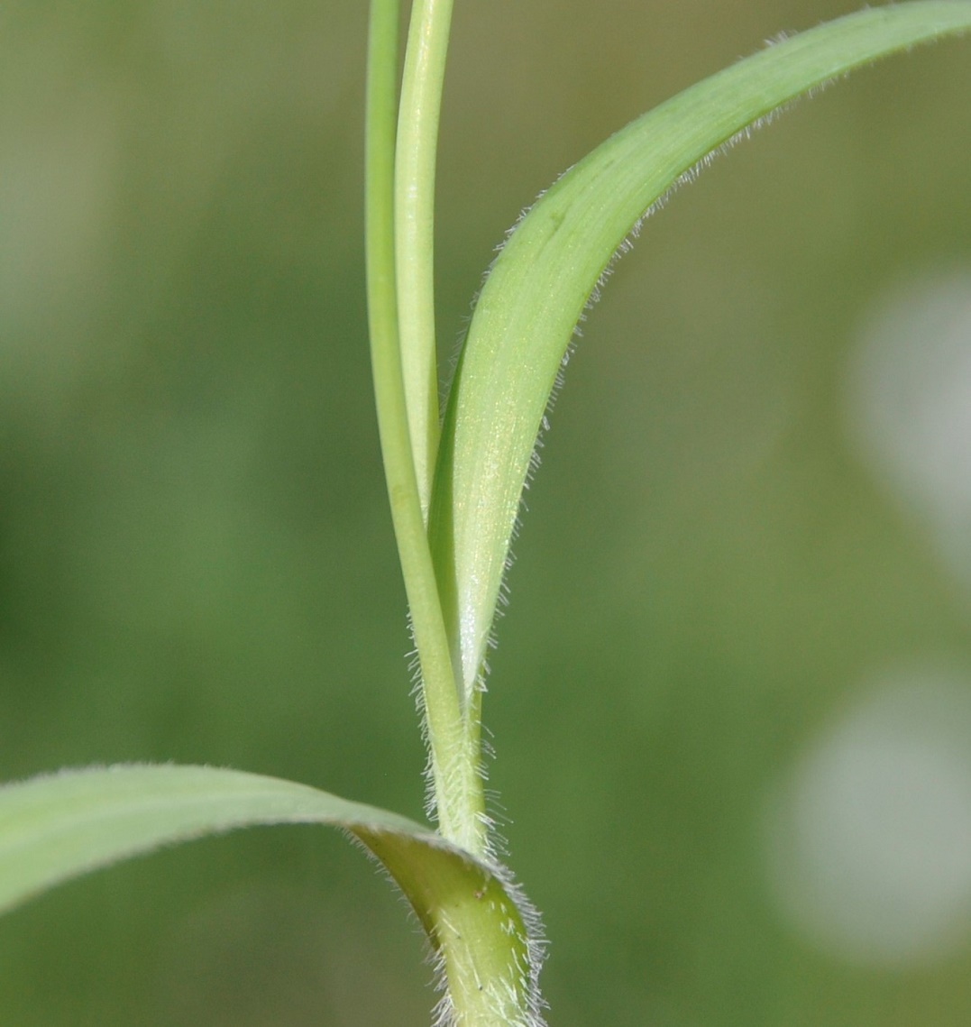 Изображение особи Allium trifoliatum.