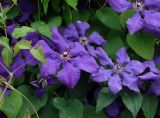 Clematis &times; jackmanii