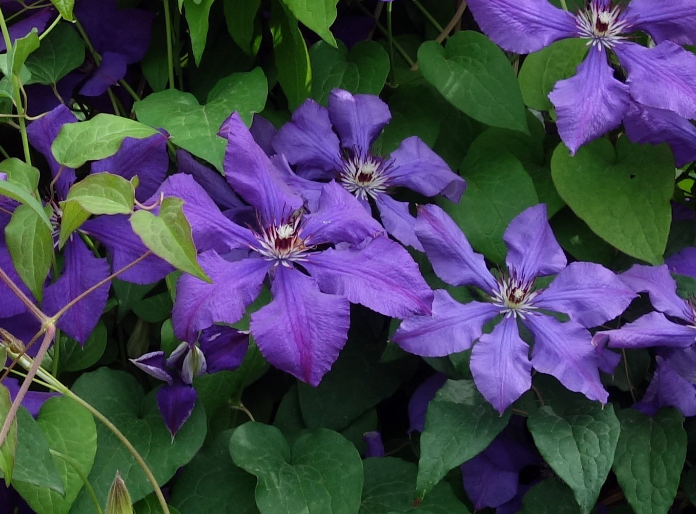 Изображение особи Clematis &times; jackmanii.