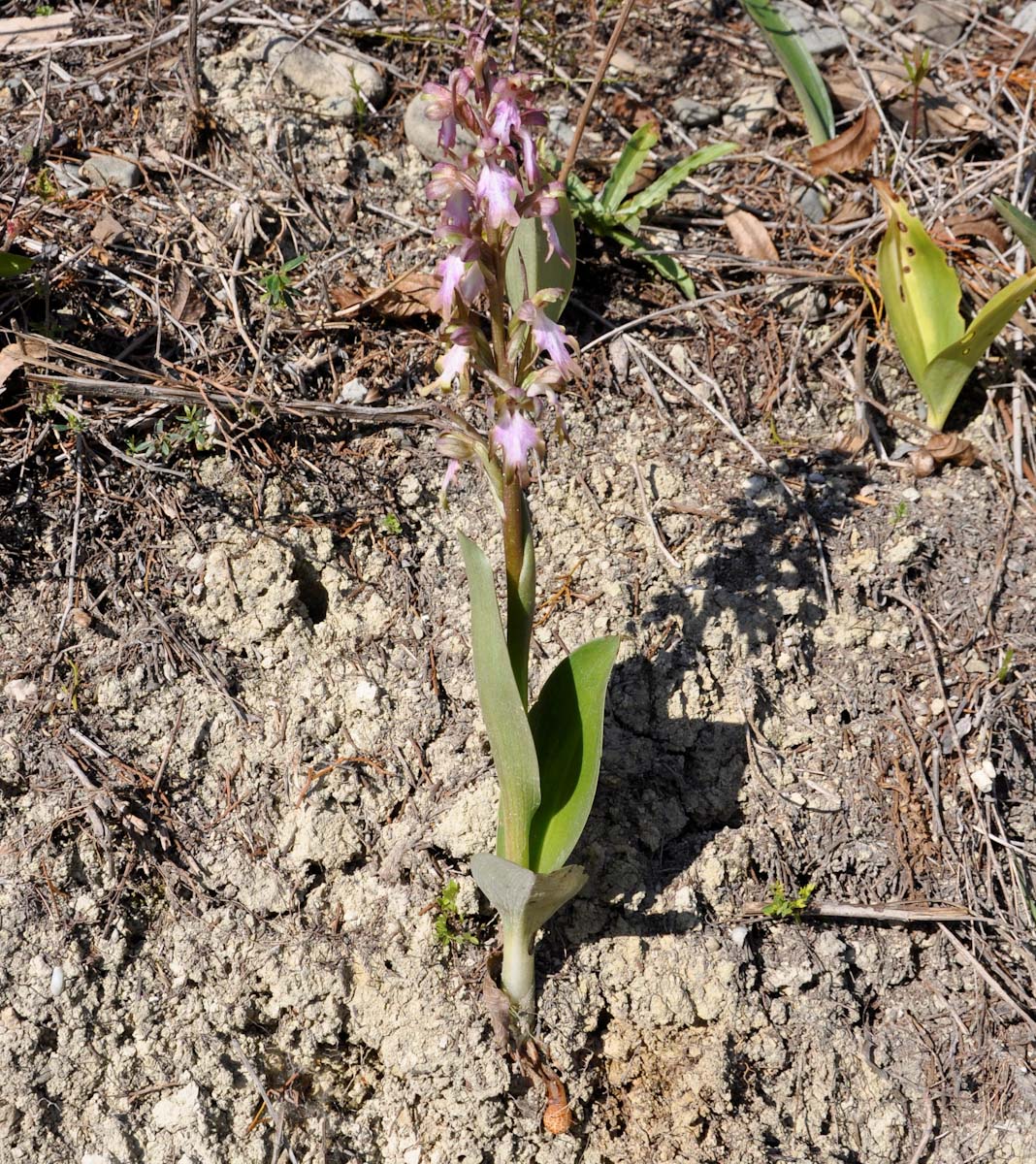 Image of Himantoglossum robertianum specimen.