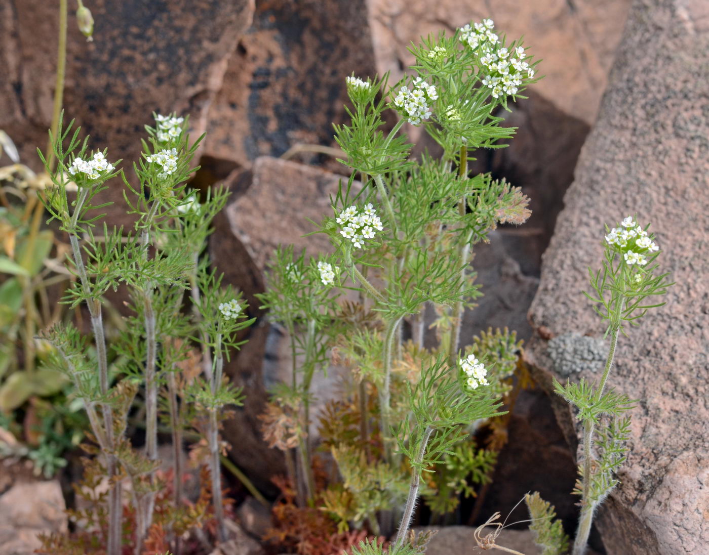 Изображение особи Scandix stellata.