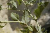 Atriplex rosea