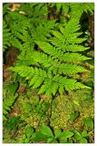 Dryopteris expansa