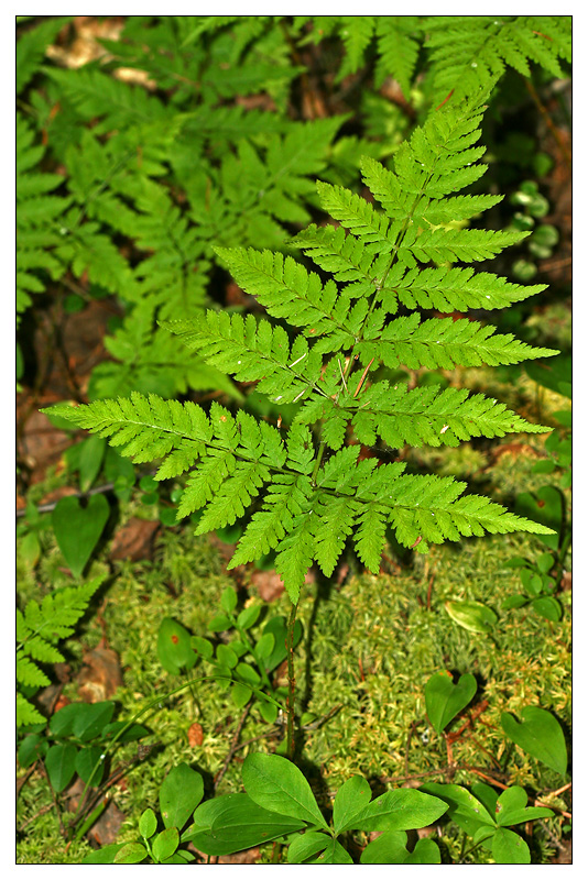 Изображение особи Dryopteris expansa.