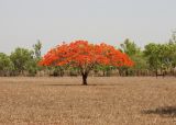 Delonix regia. Цветущее дерево. Австралия, Северная Территория, рядом с шоссе Litchfield Park Rd (№ 30), не доезжая 3 км до северо-восточного въезда в национальный парк. Конец сухого сезона (сезон gurreng). 19.10.2009.