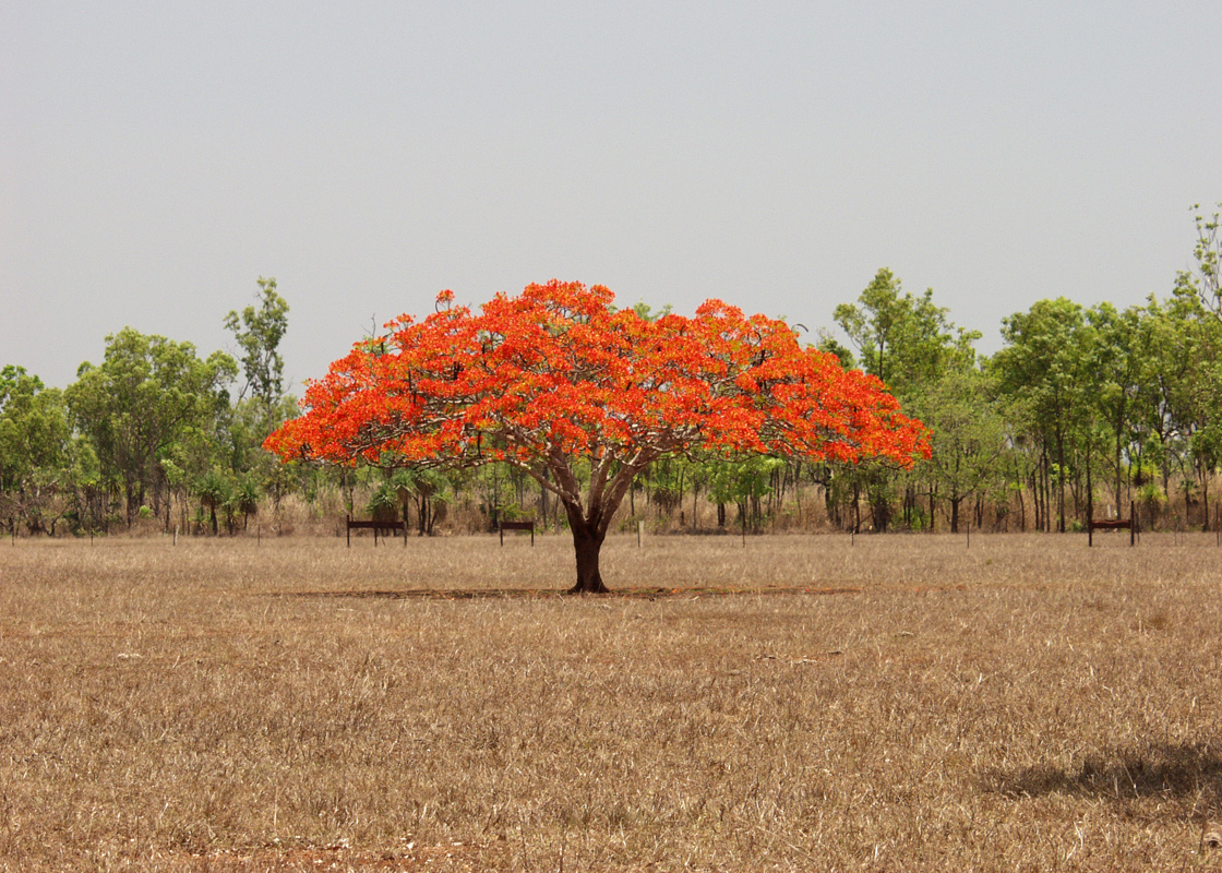 Image of Delonix regia specimen.