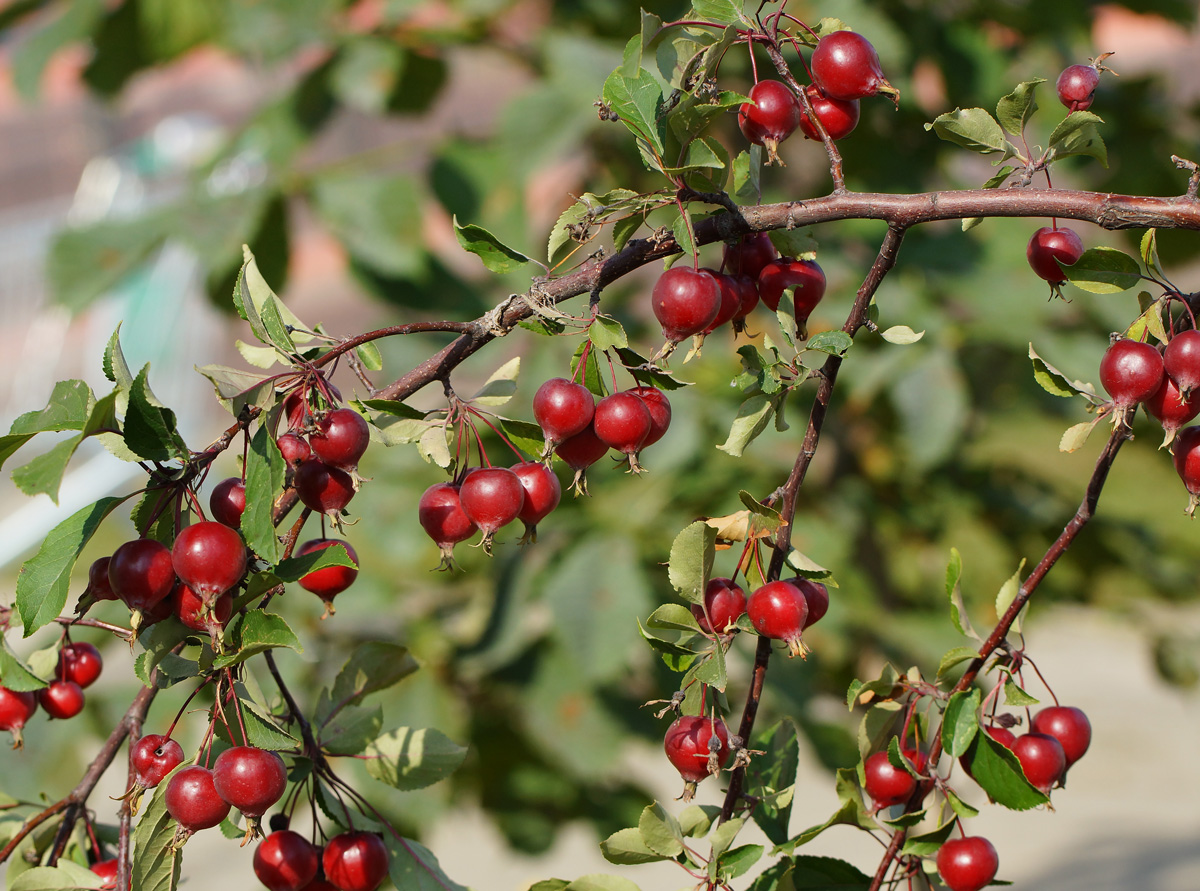 Image of Malus &times; purpurea specimen.