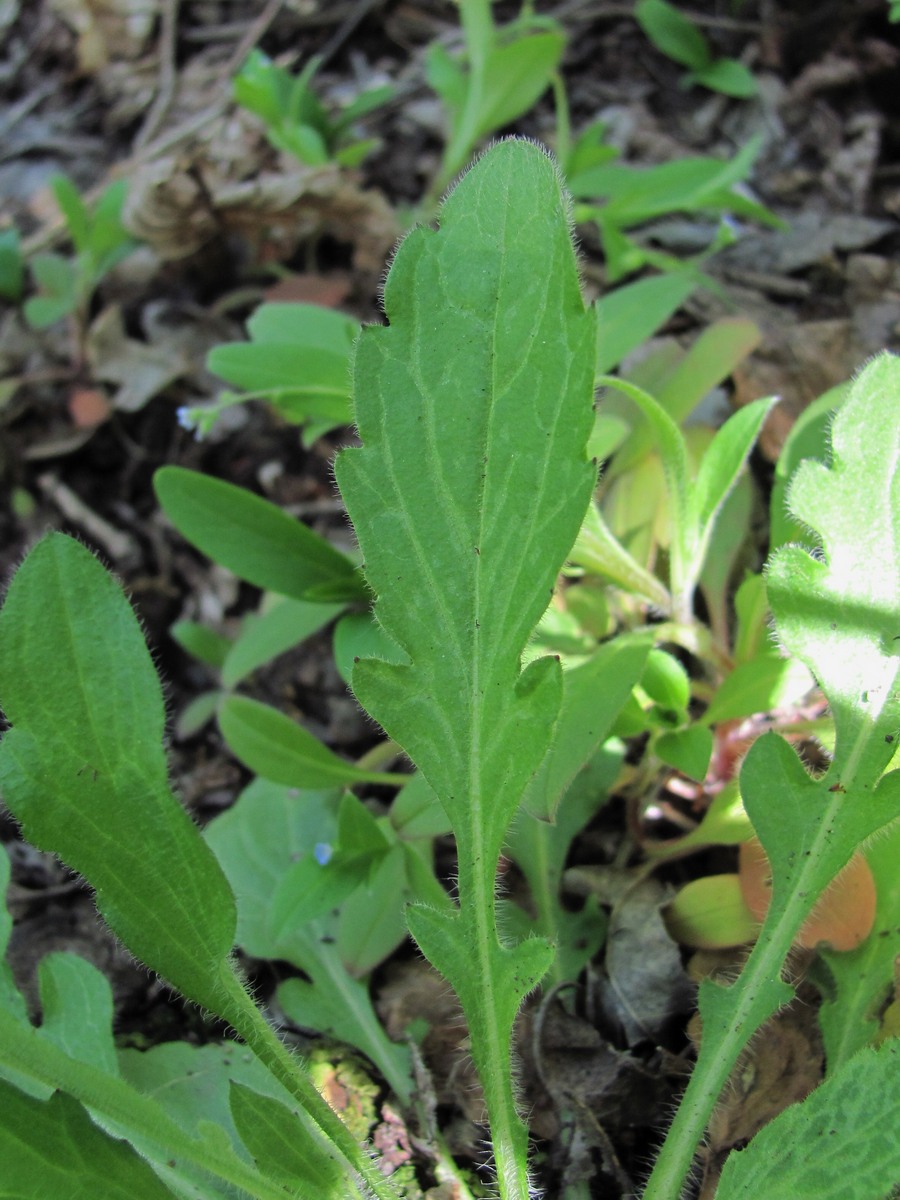 Image of Erigeron annuus specimen.