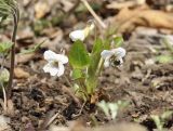 Viola pacifica