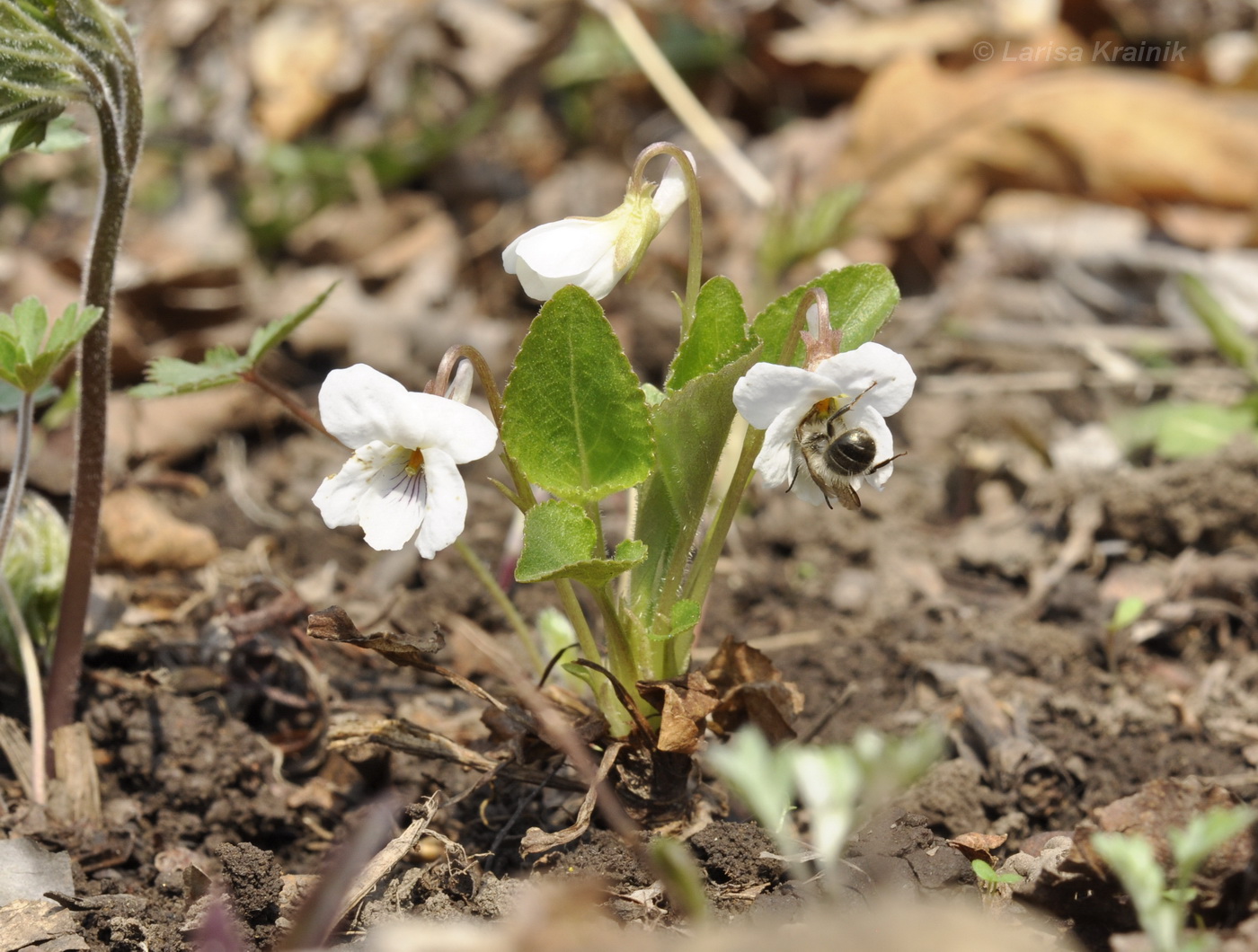 Изображение особи Viola pacifica.