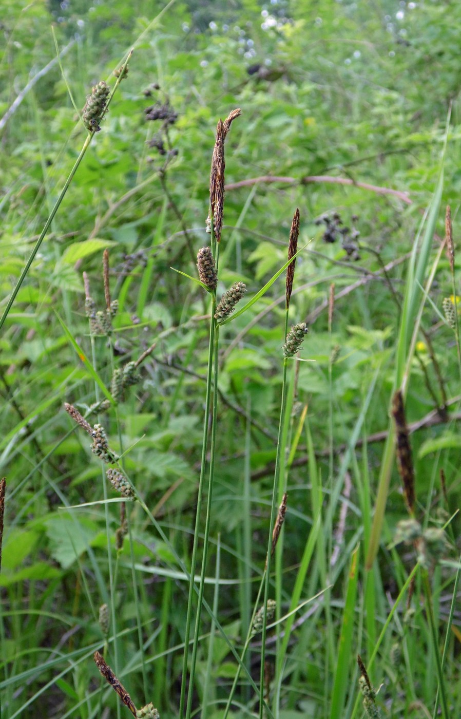 Изображение особи Carex tomentosa.