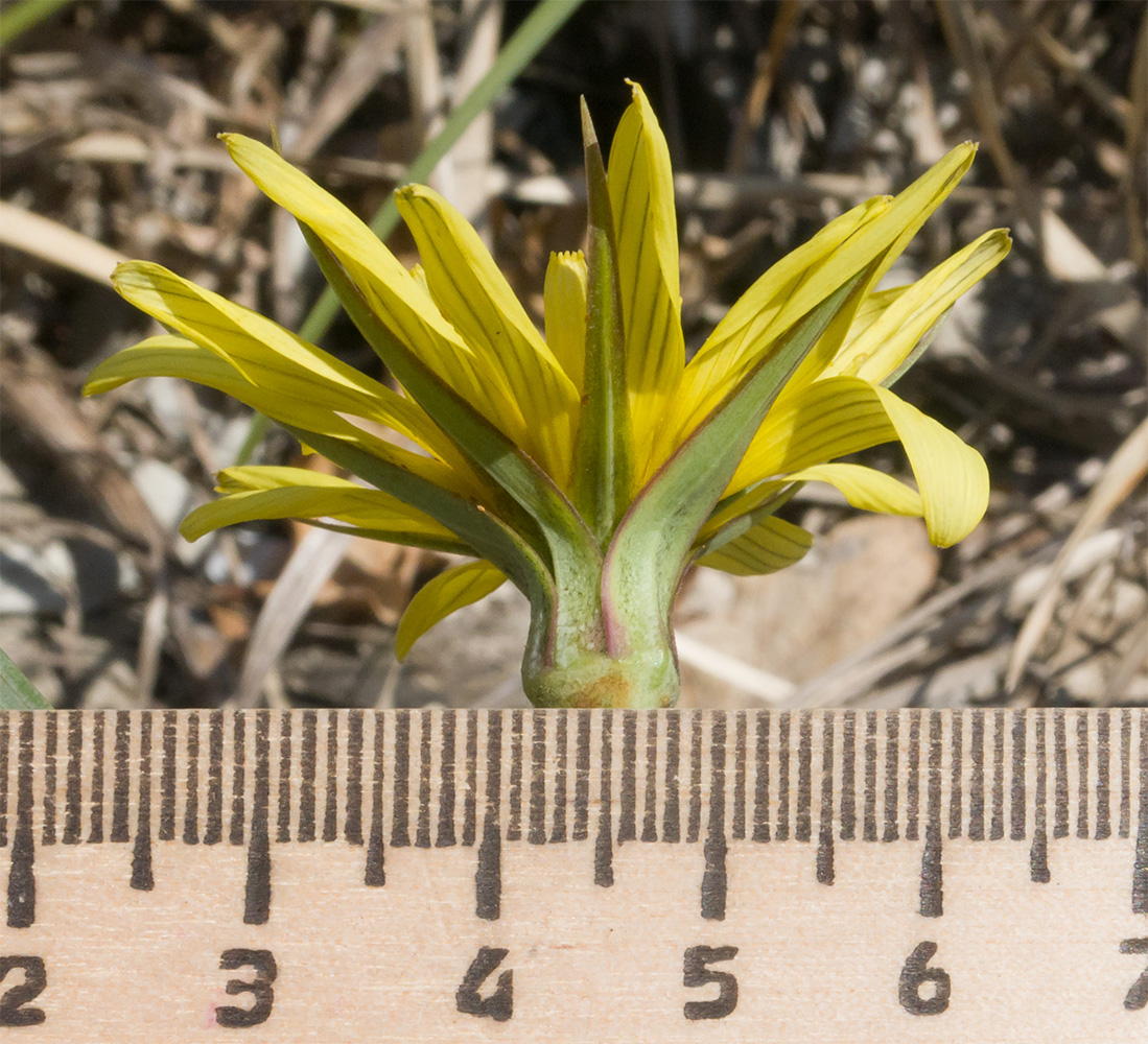 Image of Tragopogon brevirostris specimen.