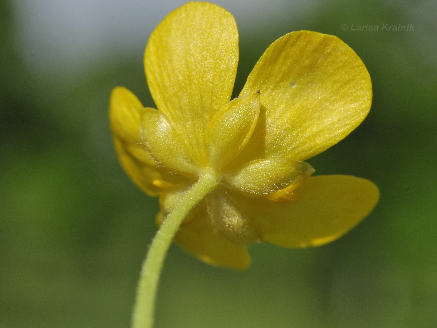 Изображение особи Ranunculus japonicus.