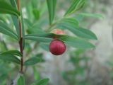 Salix elbursensis. Лист с галлами Euura sp. Краснодарский край, окр. г. Новороссийск, хр. Маркотх, берег ручья. 31.05.2020.