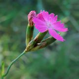 Dianthus borbasii