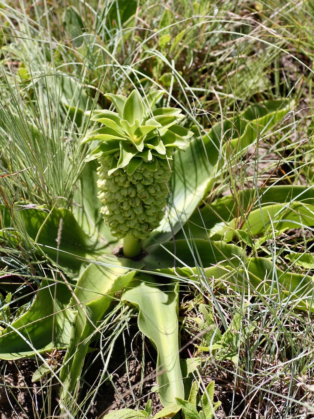 Изображение особи Eucomis autumnalis.