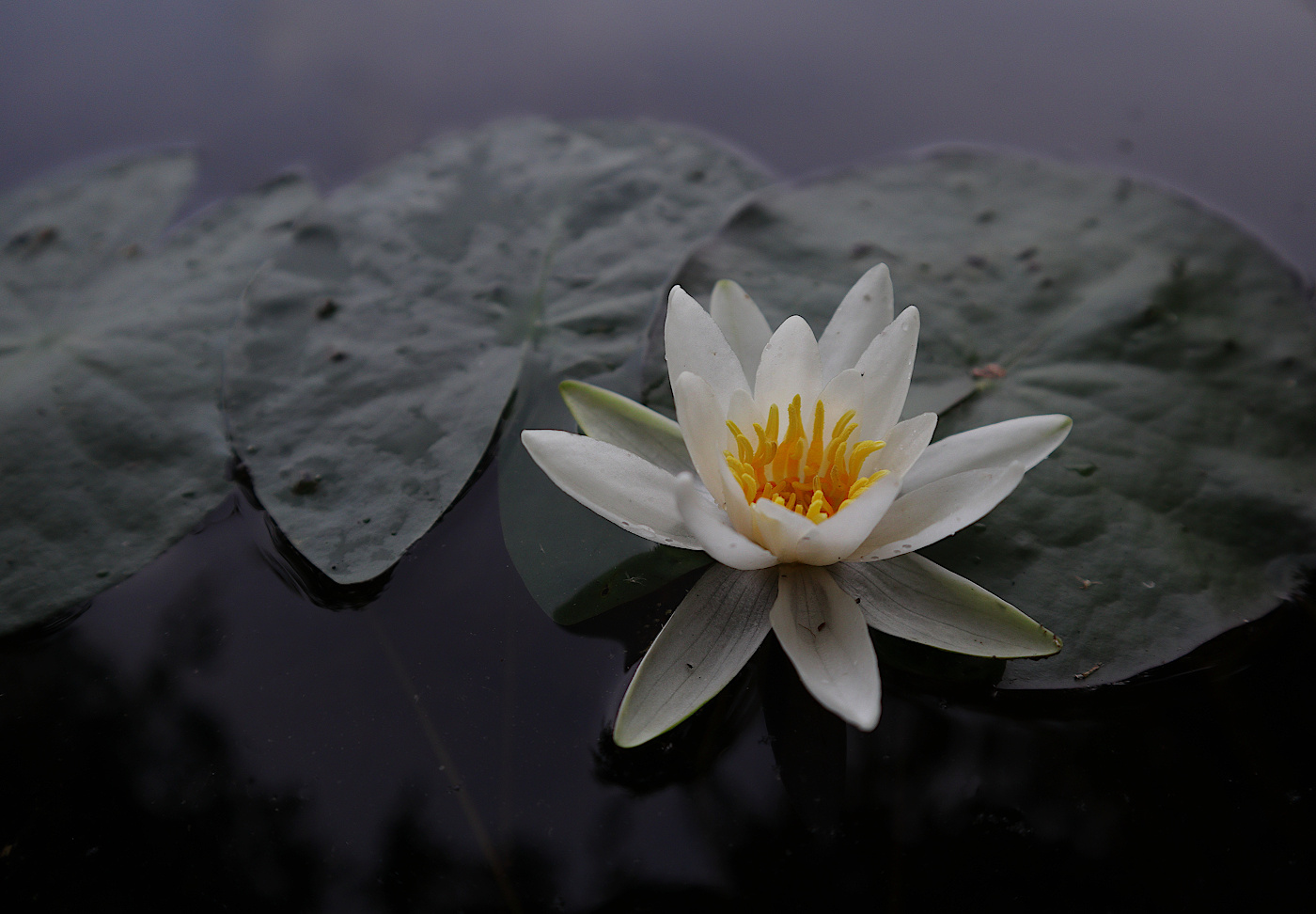 Изображение особи Nymphaea candida.